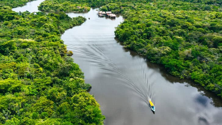 Animals That Depend on Rainforests for Survival