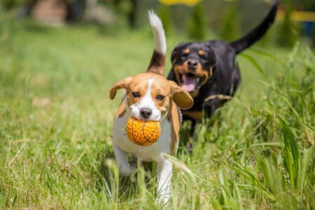 Understanding Your Dog&rsquo;s Personality Through Their Fur Texture