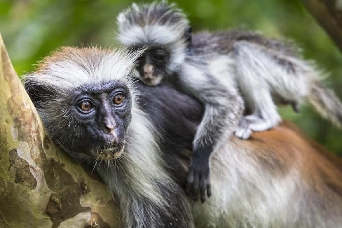 Red Colobus Monkey