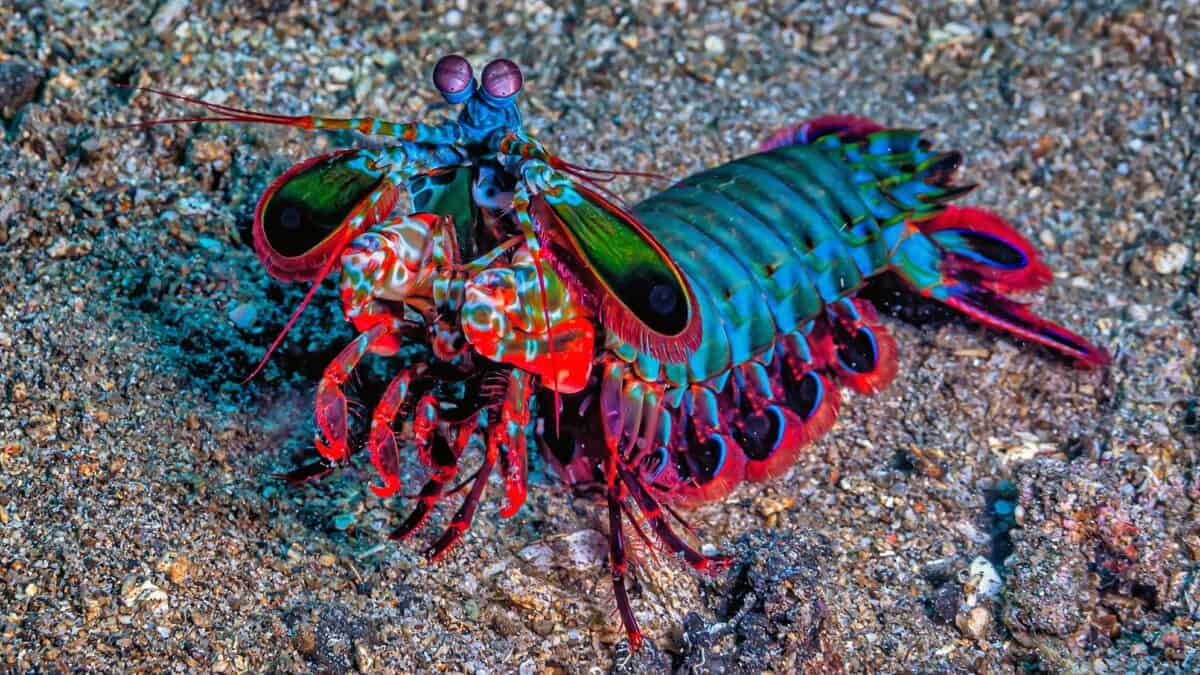 Peacock mantis shrimp