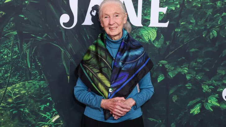 Why Did Jane Goodall Compare Trump to Male Chimpanzees?