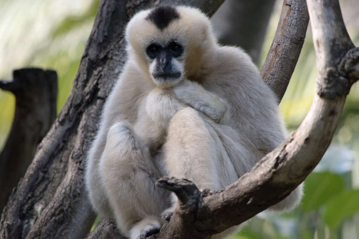 Eastern Black Crested Gibbon