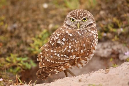 15 Owl Facts That Will Leave You Wide-Eyed