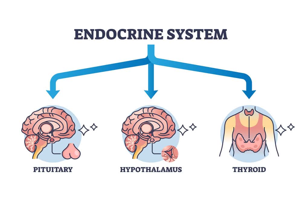 Three main parts of endocrine system with major glands