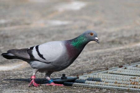 Homing Pigeons Can Navigate Across Continents Without GPS, and Scientists Finally Know How