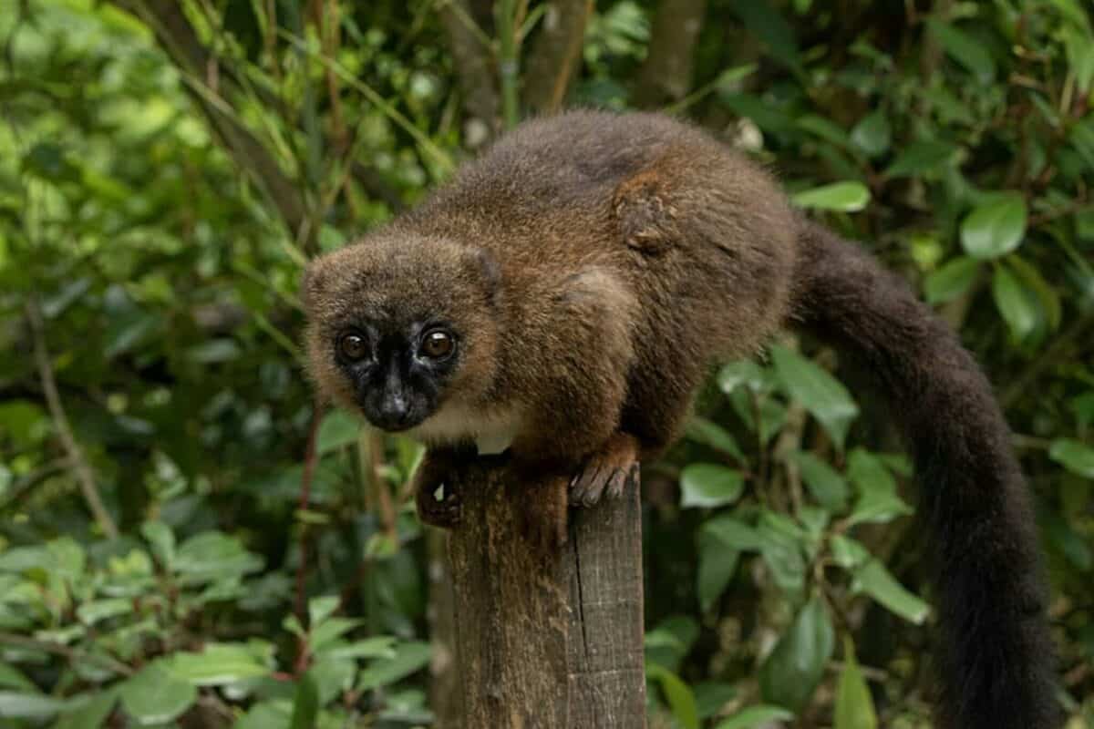 Greater bamboo lemur