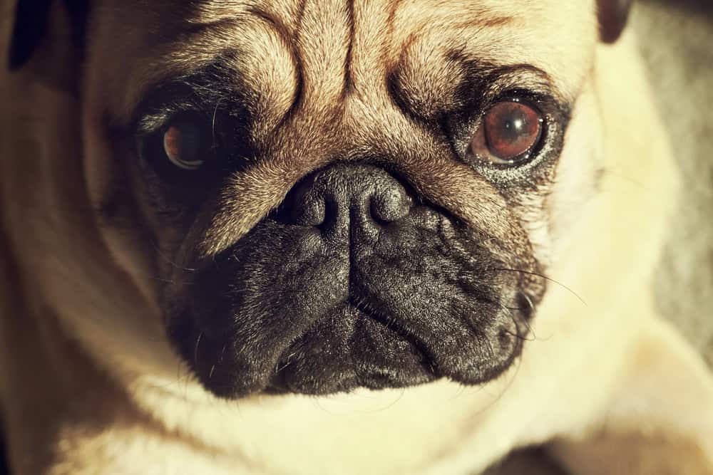 pug