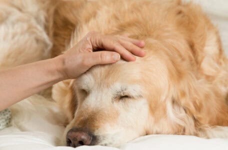 12 Ways to Help Your Senior Dog Stay Young