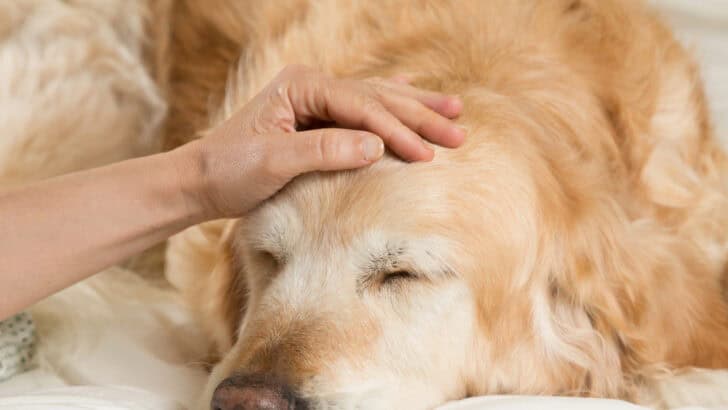 12 Ways to Help Your Senior Dog Stay Young