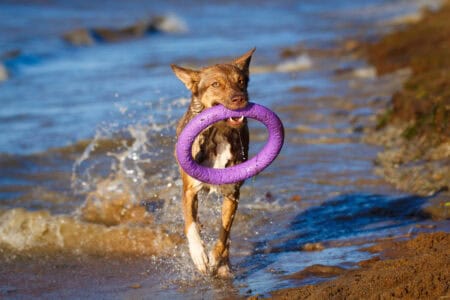 Australian Kelpie Dog &ndash; Unleashing The Power