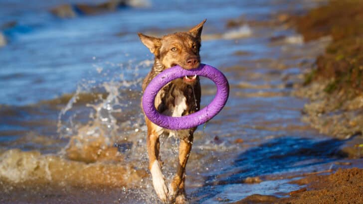 Australian Kelpie Dog – Unleashing The Power
