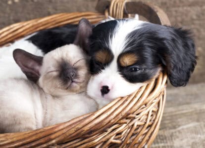 The Best Dog Breeds For Indoor Pets