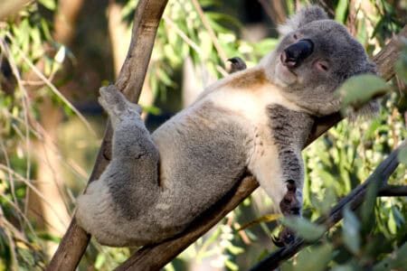 Where to See Koalas Snoozing in Their Natural Habitat