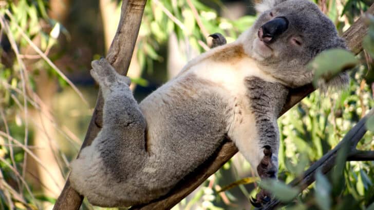 Where to See Koalas Snoozing in Their Natural Habitat