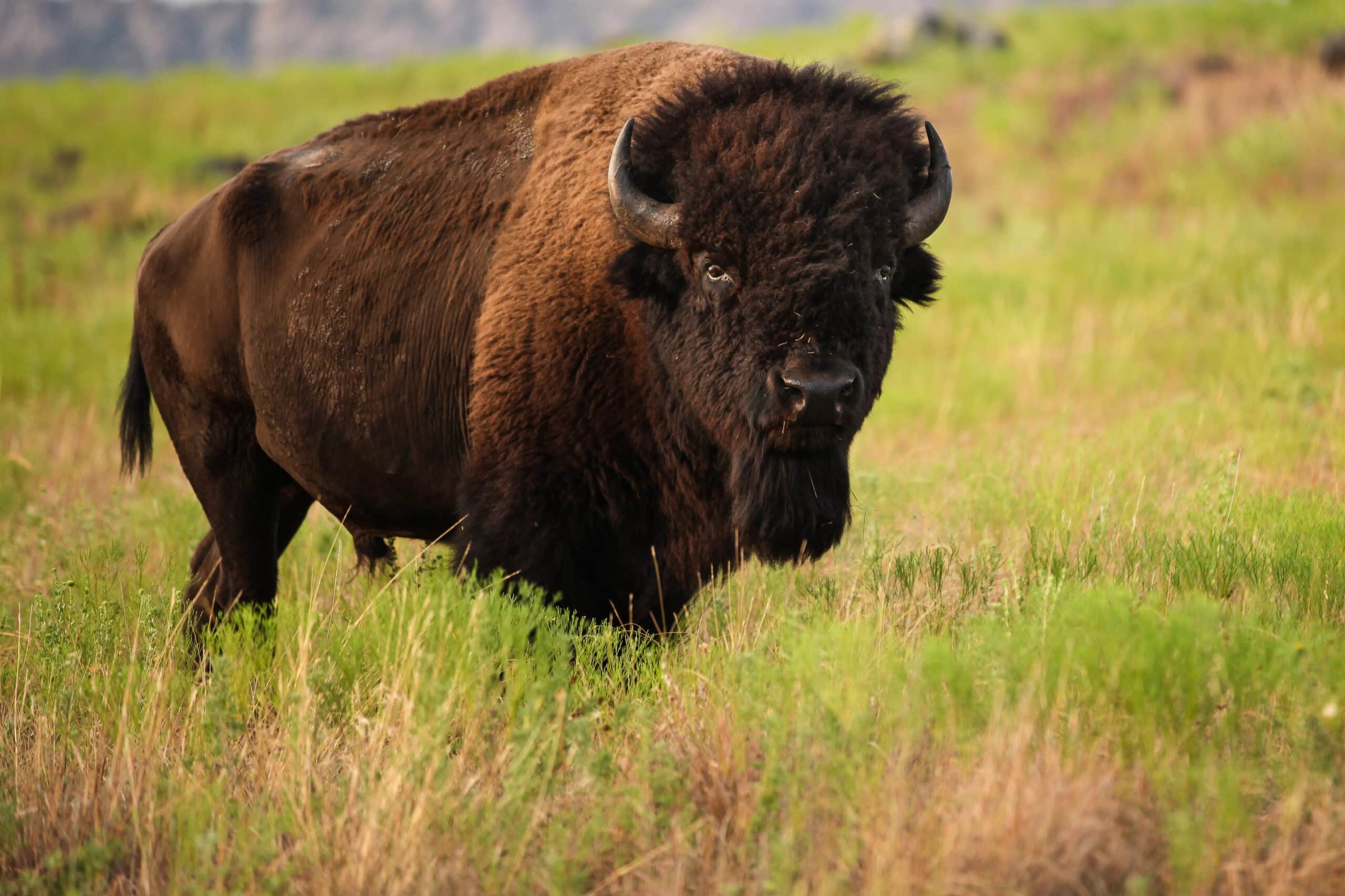 American Bison.