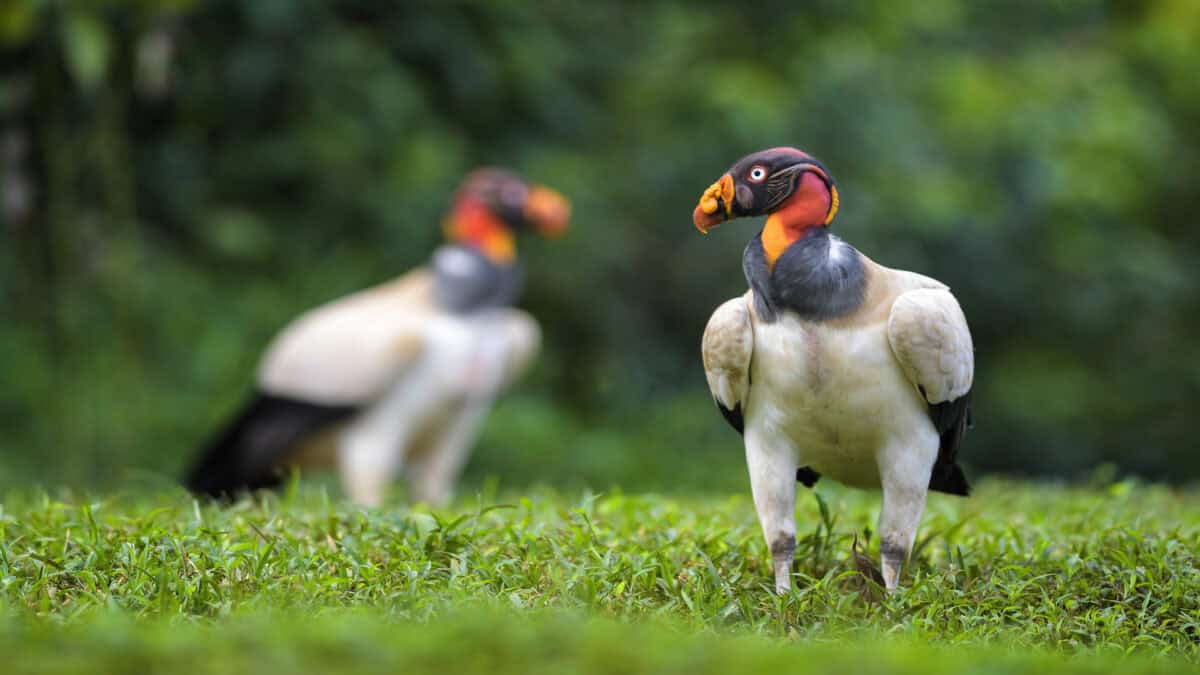 King vultures standing in the grass.