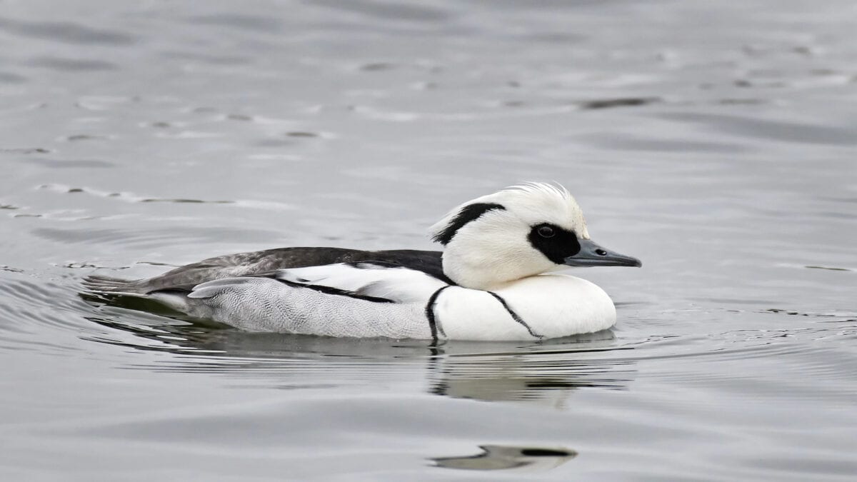 Smew swimming in water in its natural habitat.