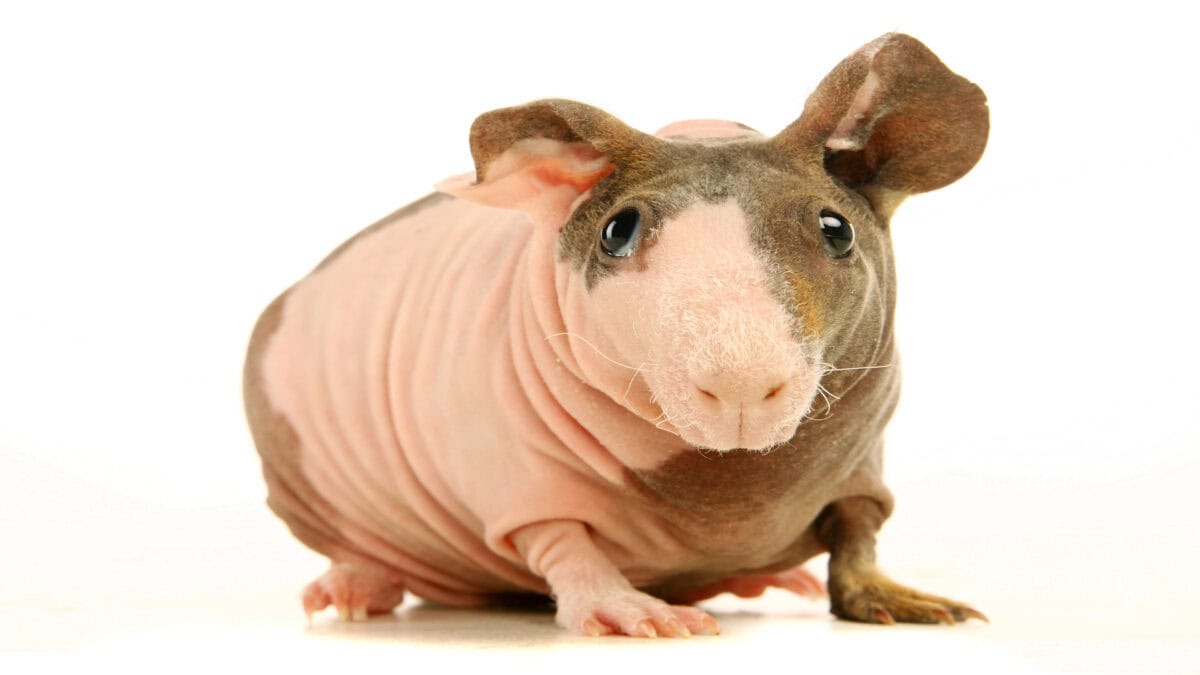 Hairless guinea pig, or skinny pig.