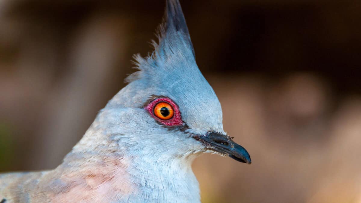 Crested pigeon. 