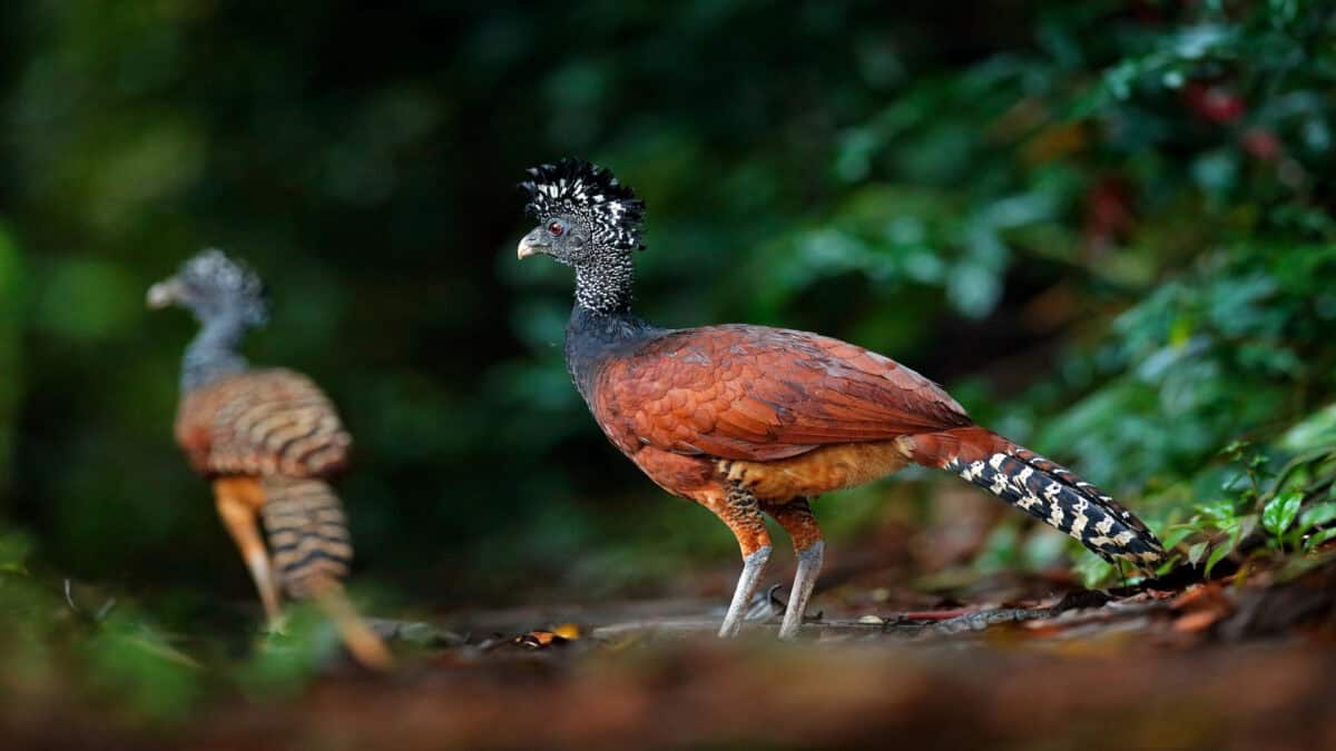 Portrait of Great Curassow, Crax rubra, Costa Rica. 