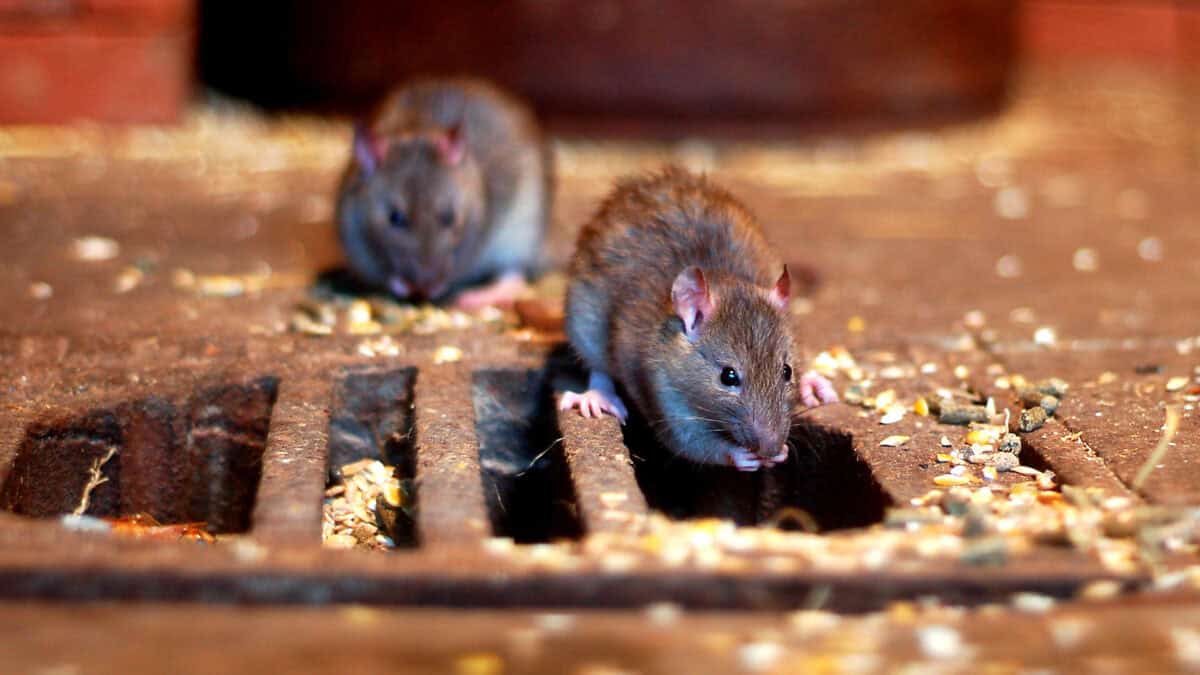 Rat by a sewer grate. 