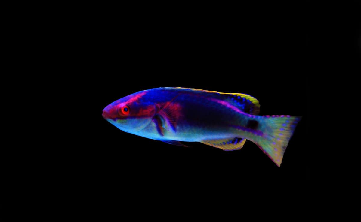 Fairy wrasse.