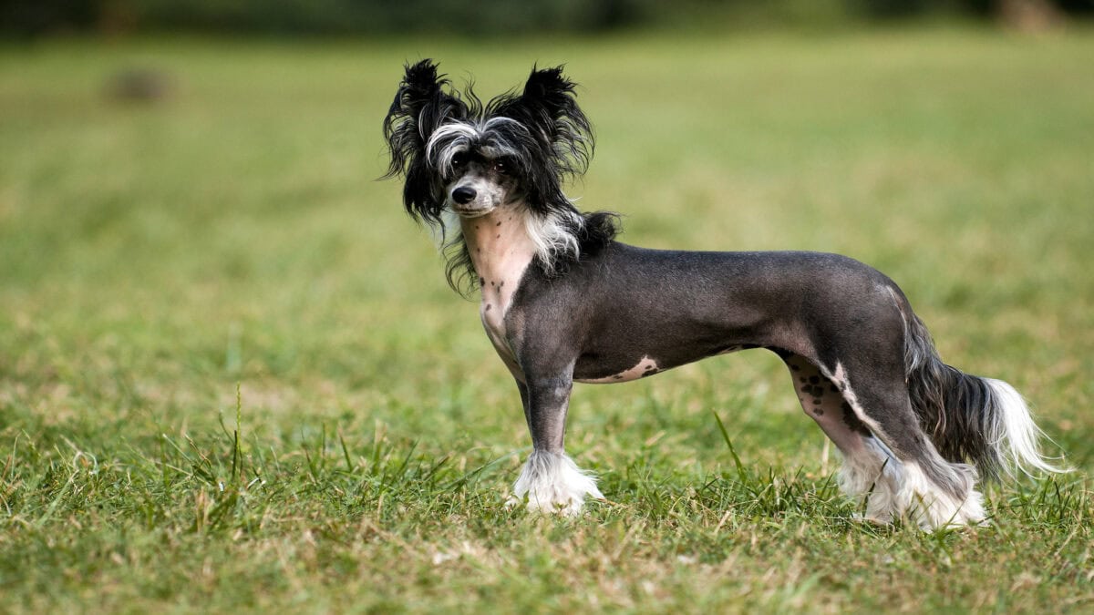 Chinese crested dog.