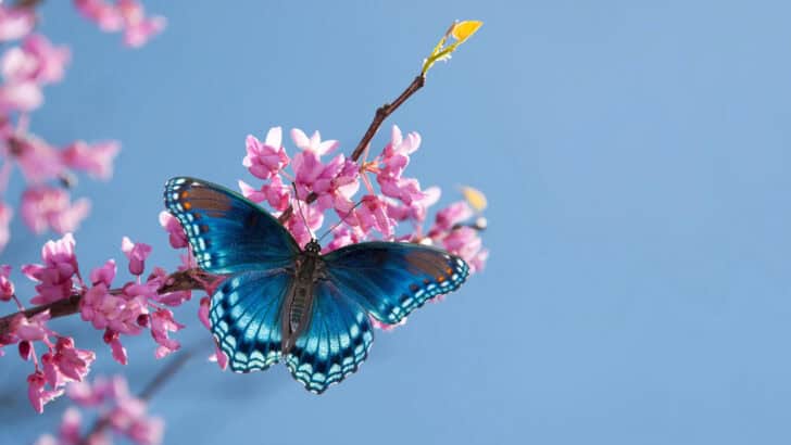 Red spotted purple admiral butterfly.