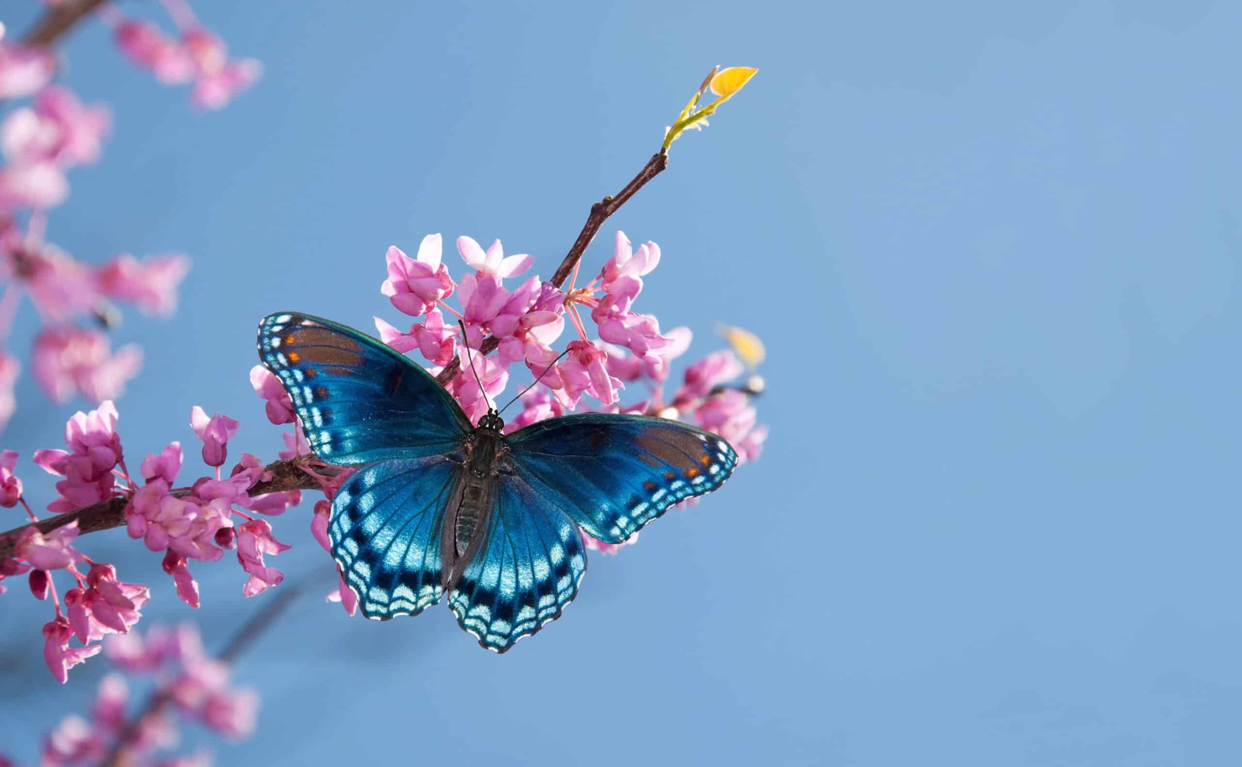 Red spotted purple admiral butterfly.