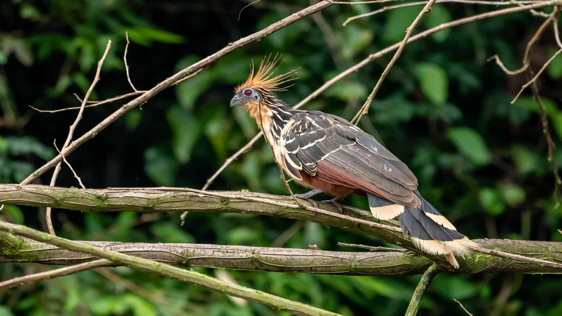 Hoatzin with crest raised in the Amazon rainforest.
