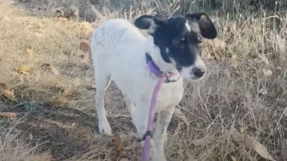 Dog