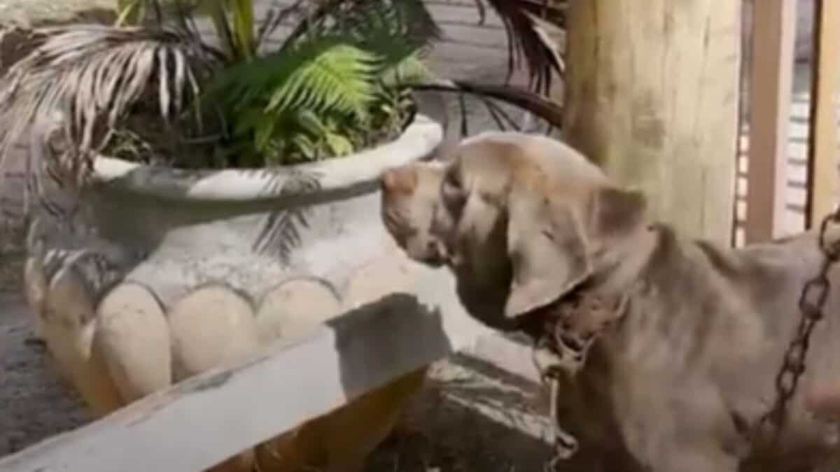 Dog