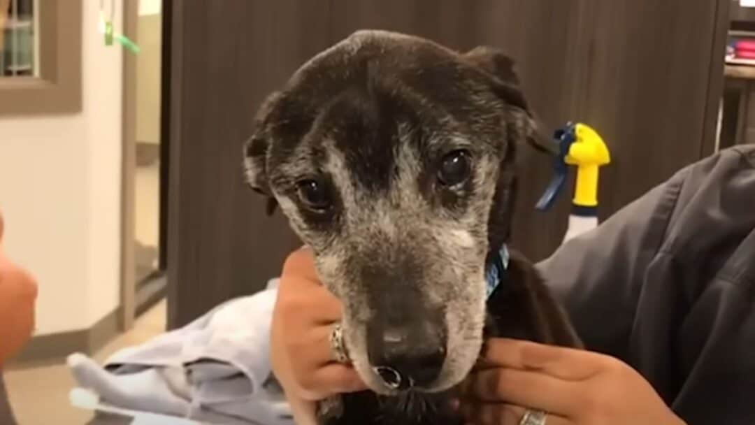 Alter Hund Fällt Um Und Schreit