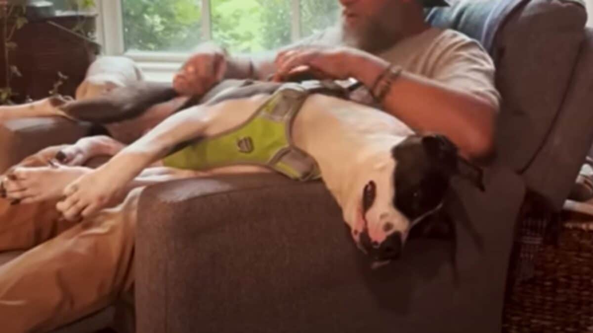 Dog