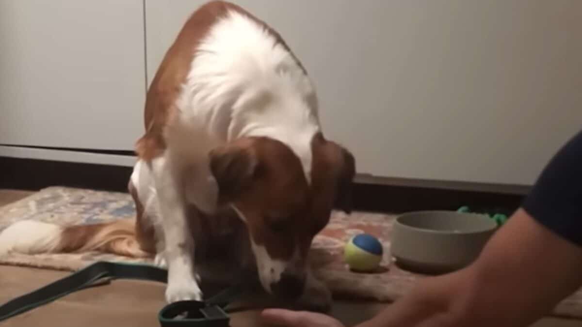 Dog