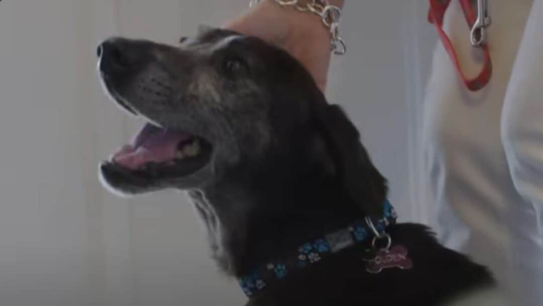 Alter Hund Fällt Um Und Schreit www.animalsaroundtheglobe.com