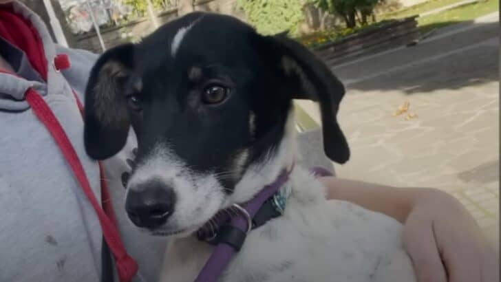 Shaking With Fear This Stray&rsquo;s Geart Is Warmed by the Loving Hand of a Human