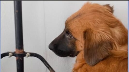Heartbroken And Cornered By Trauma This Dog Dreams Of A Better Life