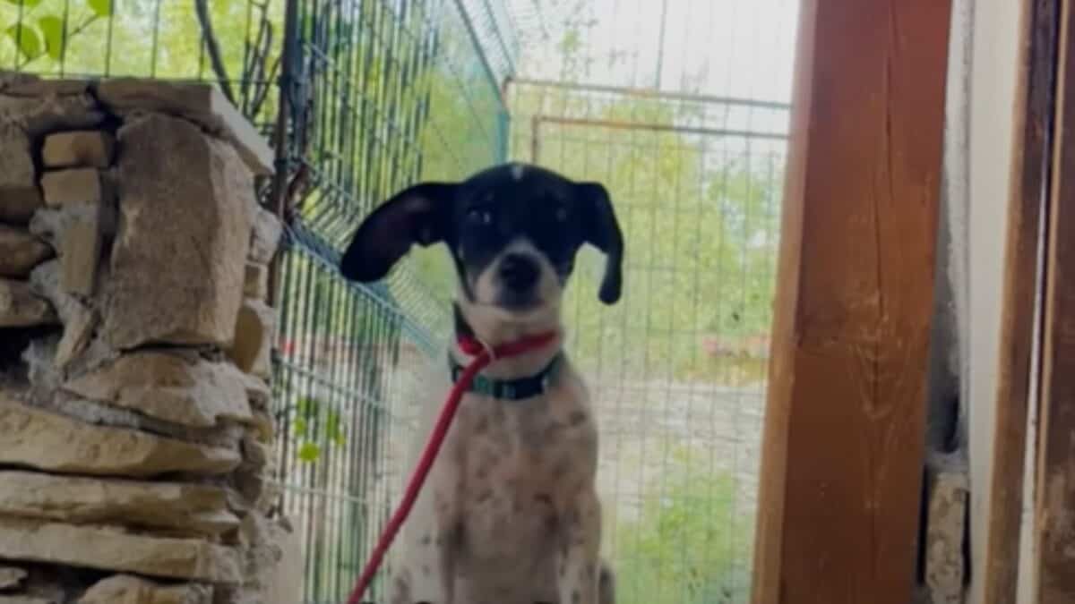 Dog
