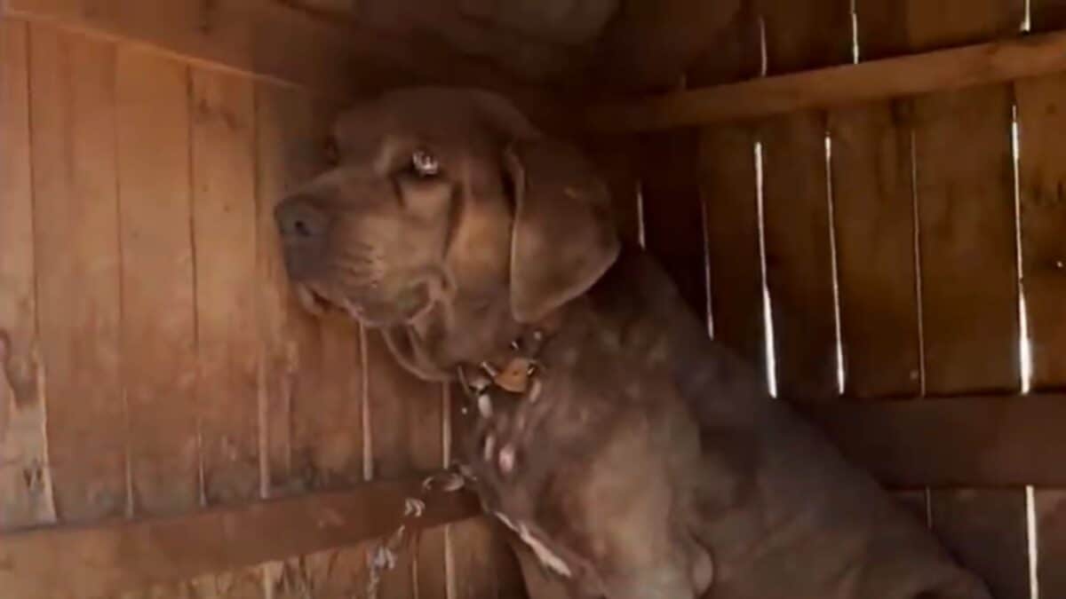 Dog
