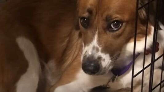 Terrified Rescue Pup Finds Comfort In Her Crate While Adjusting To Her New Home