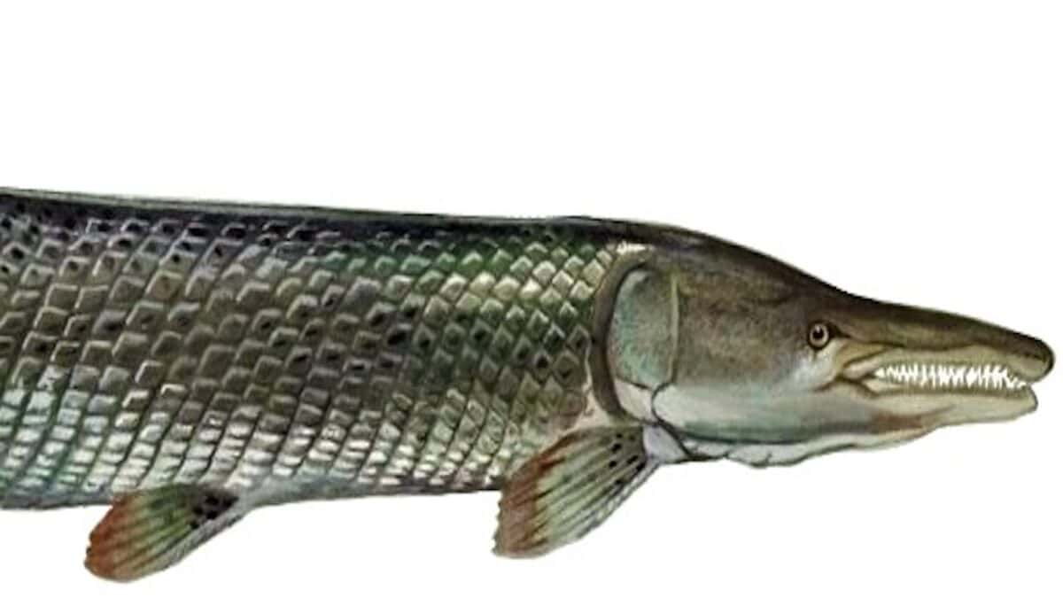 Drawing of the front of an alligator gar.