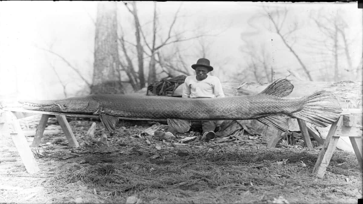 Man holding a huge alligator gar in 1910.