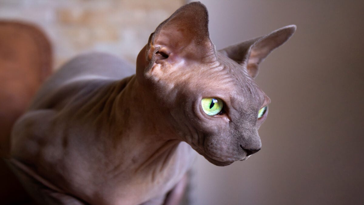 Beautiful dark brown sphynx cat.