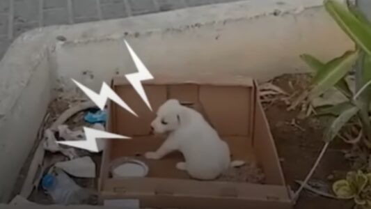 Puppy Abandoned Outside Of A Supermarket Is Ecstatic When Someone Comes To Help