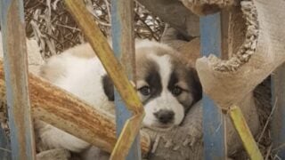 Puppy