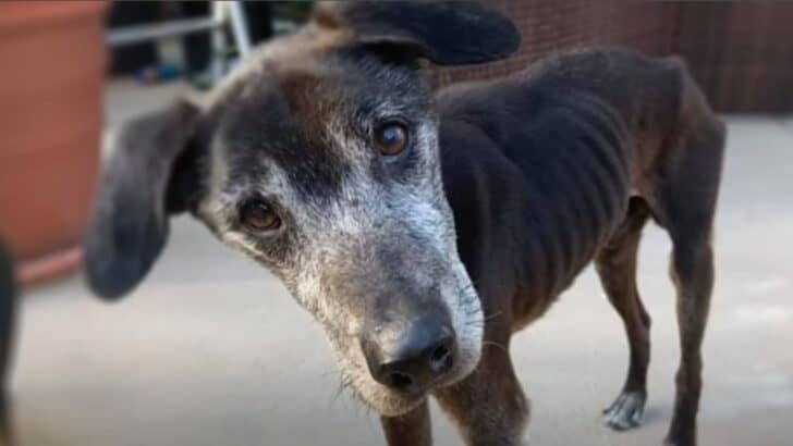 Heartbroken And Terrified Dog’s Cries To Be Saved From His Final Goodbyes At A Kill Shelter