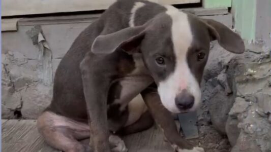Abandoned And Severely Injured This Young Pittie Was Desperate To Be Saved&nbsp;