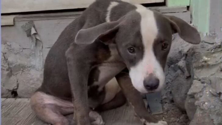 Abandoned And Severely Injured This Young Pittie Was Desperate To Be Saved&nbsp;