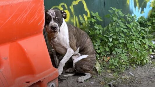 Chained Up And Alone In The Boiling Heat, This Broken Dog Is In Desperate Need Of Help